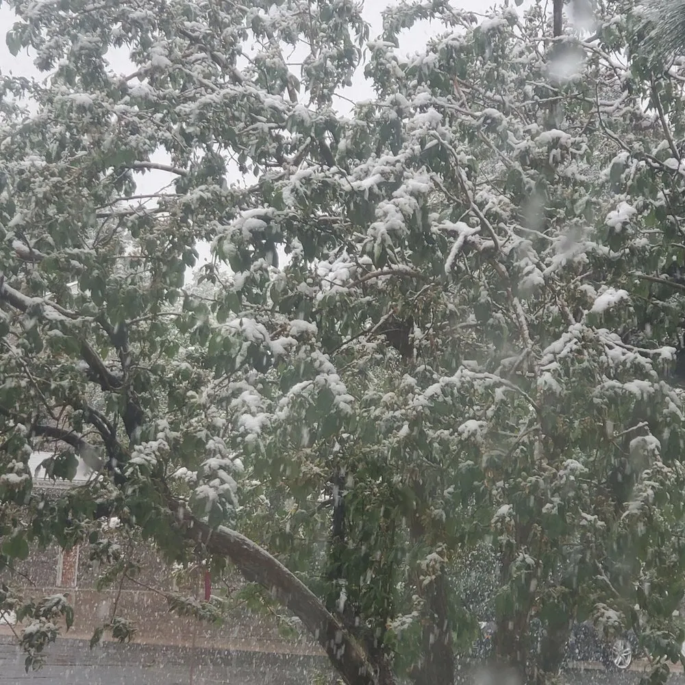 Reliable yard cleanup service for homes in Littleton, CO by SJ Tree Designs