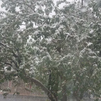 SJ Tree Designs Logo