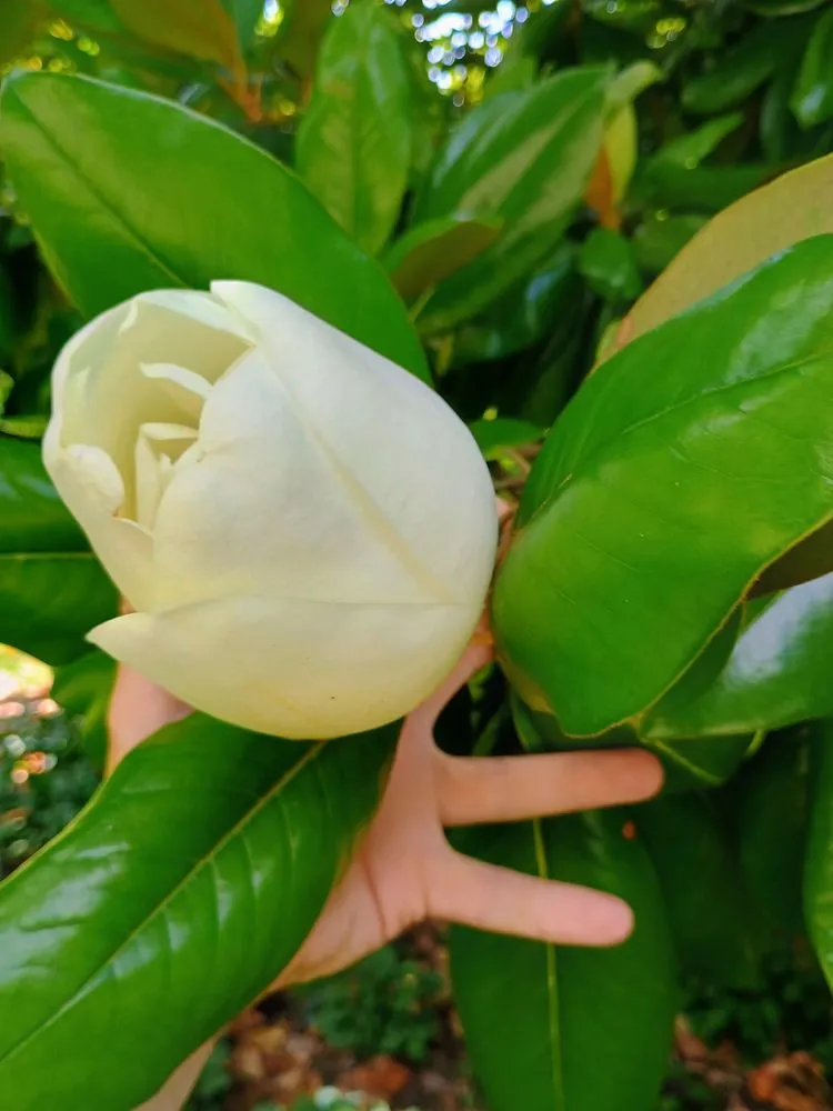 Professional yard maintenance experts serving Alexandria, KY - Sjgr4 Show