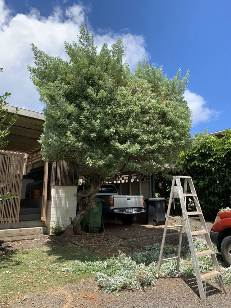 Expert yard maintenance for homes in Waipahu, HI by SJM Landscaping
