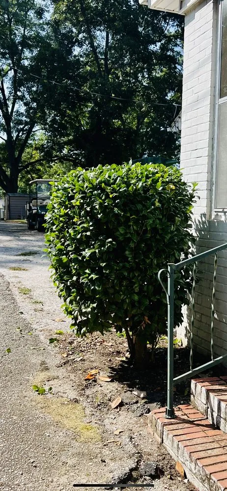 Professional yard cleanup service for year-round maintenance across La Fayette, AL - SJM Services