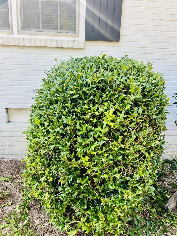 Affordable outdoor landscaping in La Fayette, AL - SJM Services