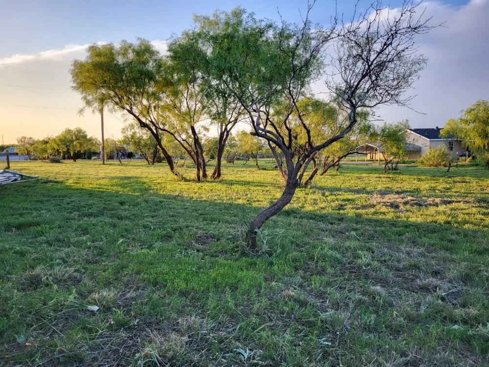 Professional landscape design with custom design in Amarillo, TX by SJ's Lawn Care