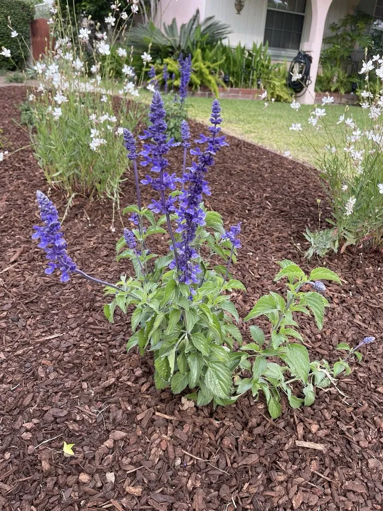 Expert landscape installation with custom design across Northridge, CA - SK Landscape Design