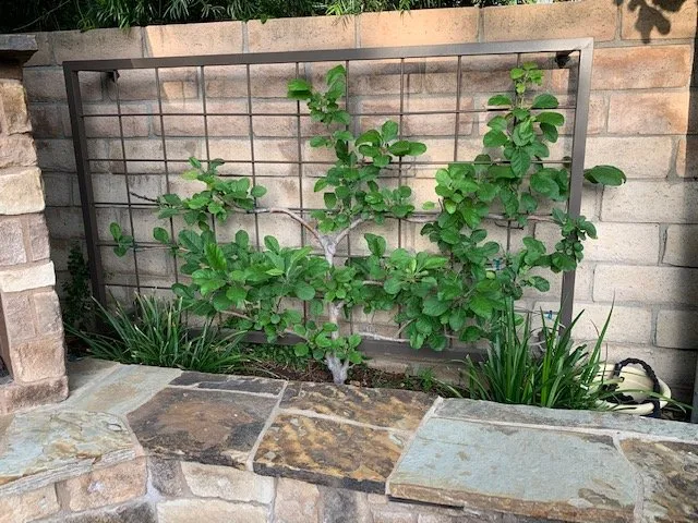 Professional landscaping services for beautiful yards across Northridge, CA - SK Landscape Design