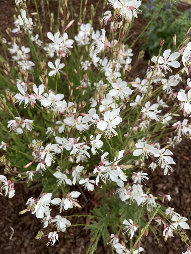 Local residential landscaping with custom design in Northridge, CA by SK Landscape Design