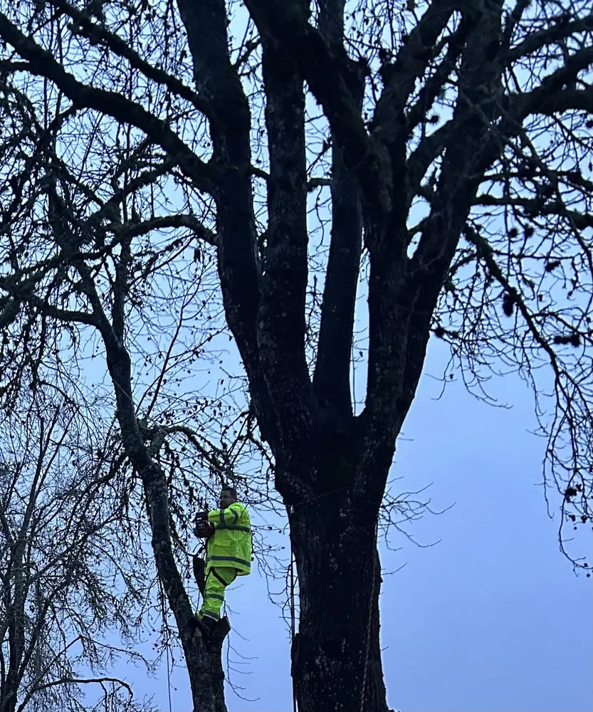 Custom lawn mowing service for homes in Eugene, OR by S.K.F Discount Tree Removal & Landscaping
