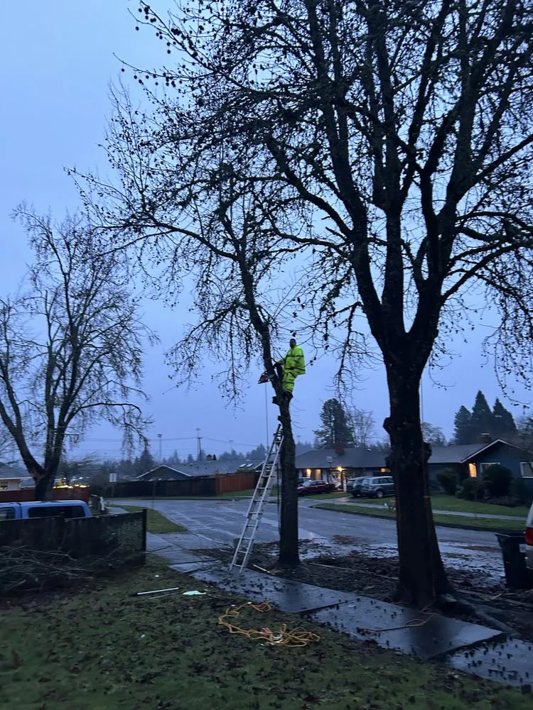 Trusted lawn mowing service in Eugene, OR by S.K.F Discount Tree Removal & Landscaping