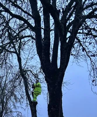 S.K.F Discount Tree Removal & Landscaping Logo