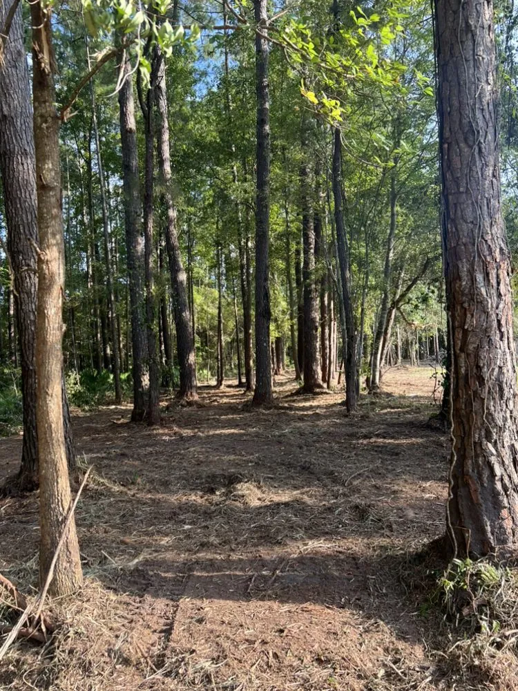 Professional residential landscaping for beautiful yards across Mershon, GA - SkidPro