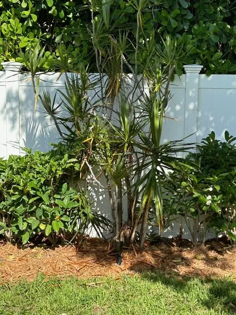 Expert landscape design for beautiful yards in Fort Lauderdale, FL by Skiff and Company