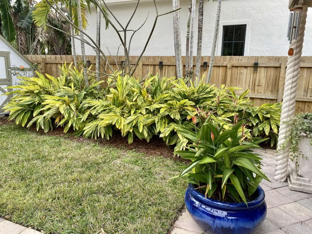 Custom yard cleanup service in Fort Lauderdale, FL by Skiff and Company