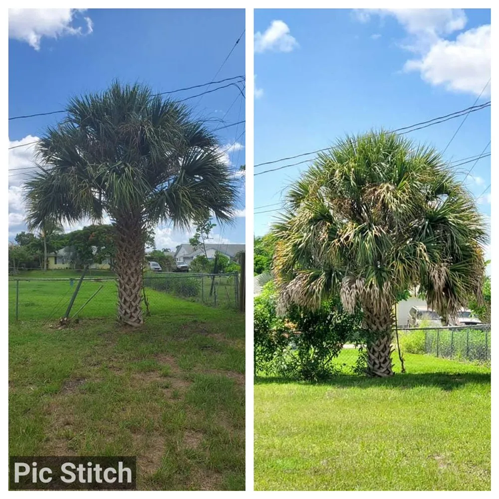 Expert lawn care service for residential properties across Port St. Lucie, FL - Skim & Trim