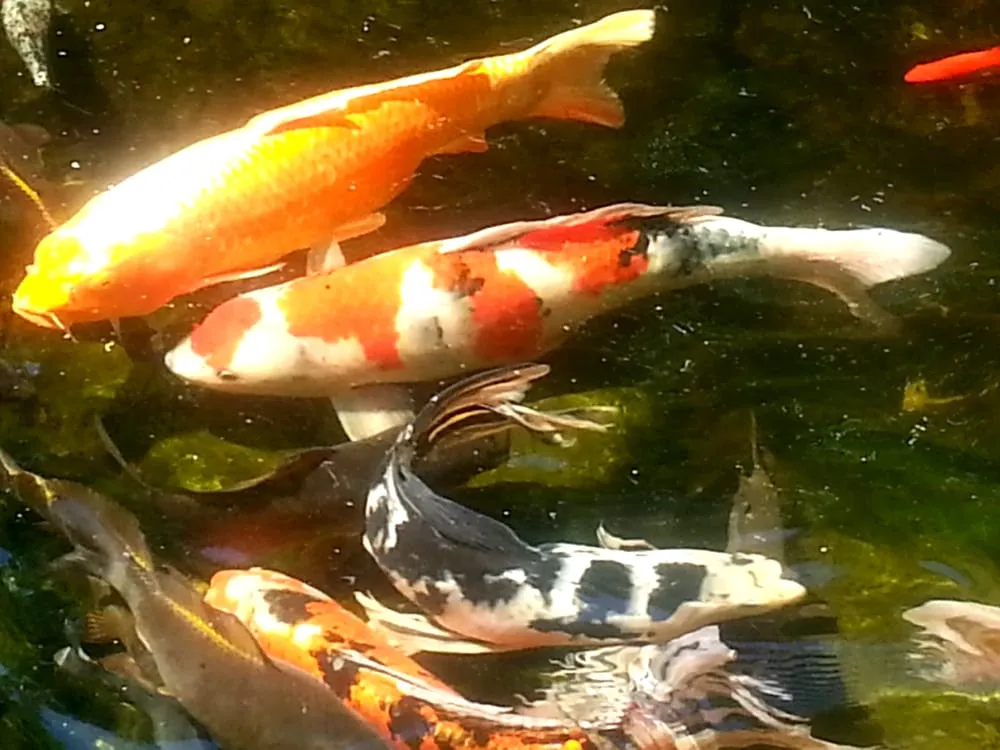 Top-rated landscape design in Oakland, NJ - Skinners Landscaping