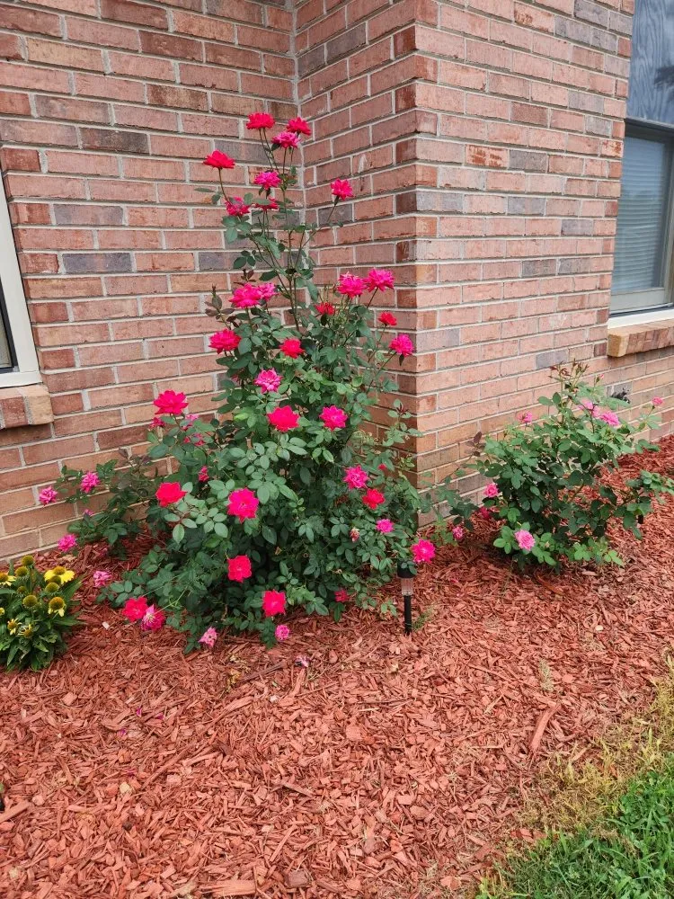 Professional lawn mowing service experts serving Cartersville, GA - Skinny Scapes