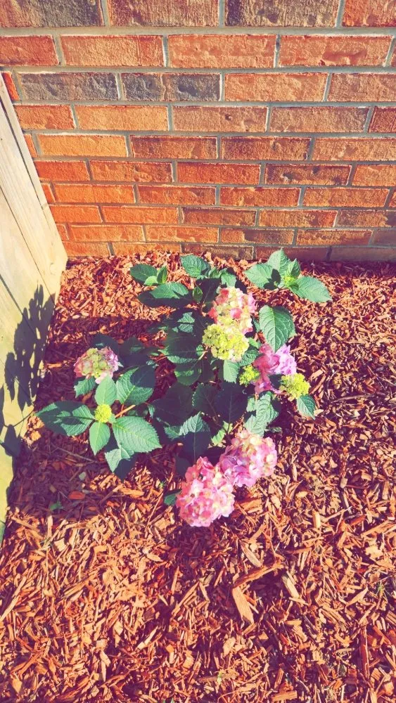 Professional outdoor landscaping in Cartersville, GA by Skinny Scapes