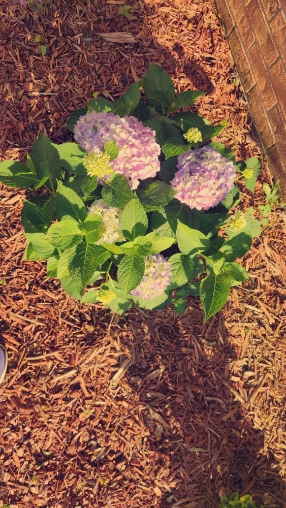 Trusted yard cleanup service for outdoor upgrades in Cartersville, GA by Skinny Scapes