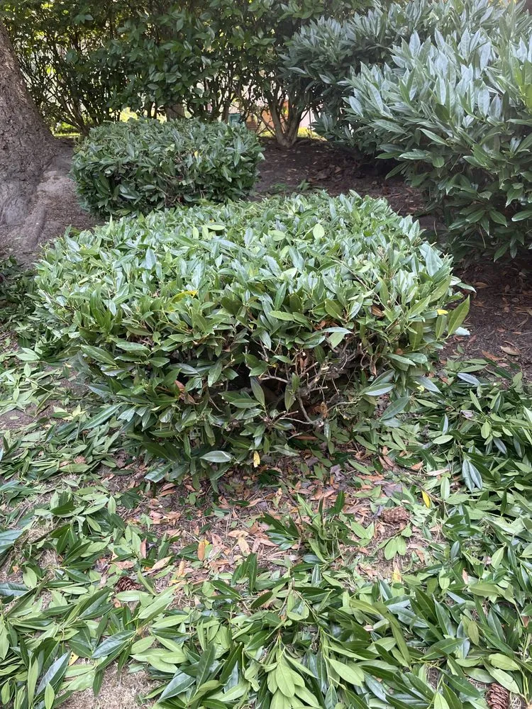 Local landscape design in Lynnwood, WA by Skinny’s Landscaping & Construction