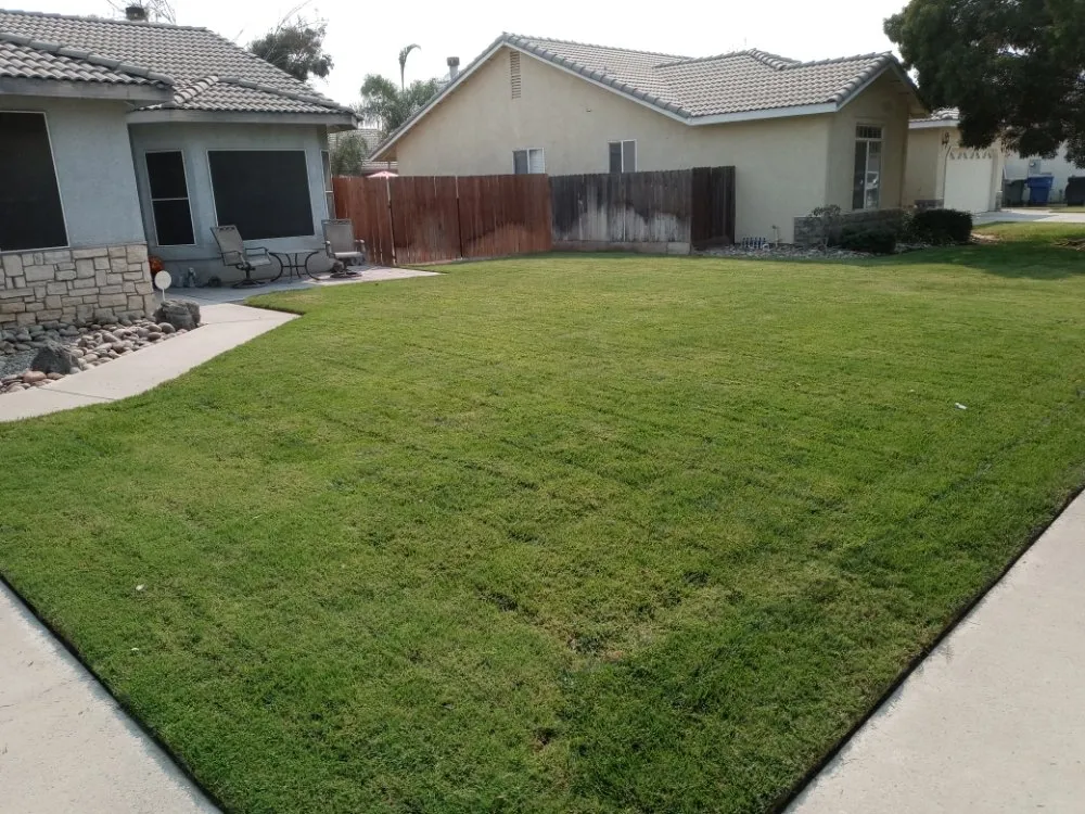 Professional yard cleanup service for year-round maintenance in Lemoore, CA by Skittts Yard Detail