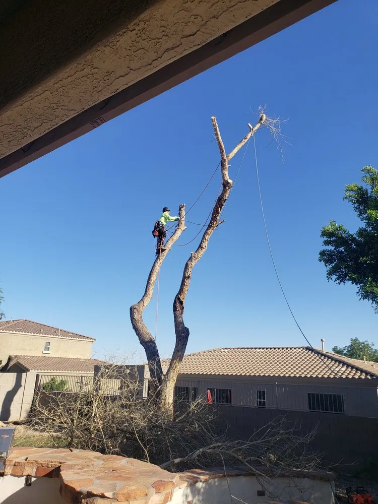 Affordable yard cleanup service for residential properties across Mesa, AZ - Sky High Tree Care