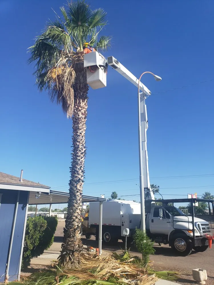 Top-rated landscape design experts serving Mesa, AZ - Sky High Tree Care