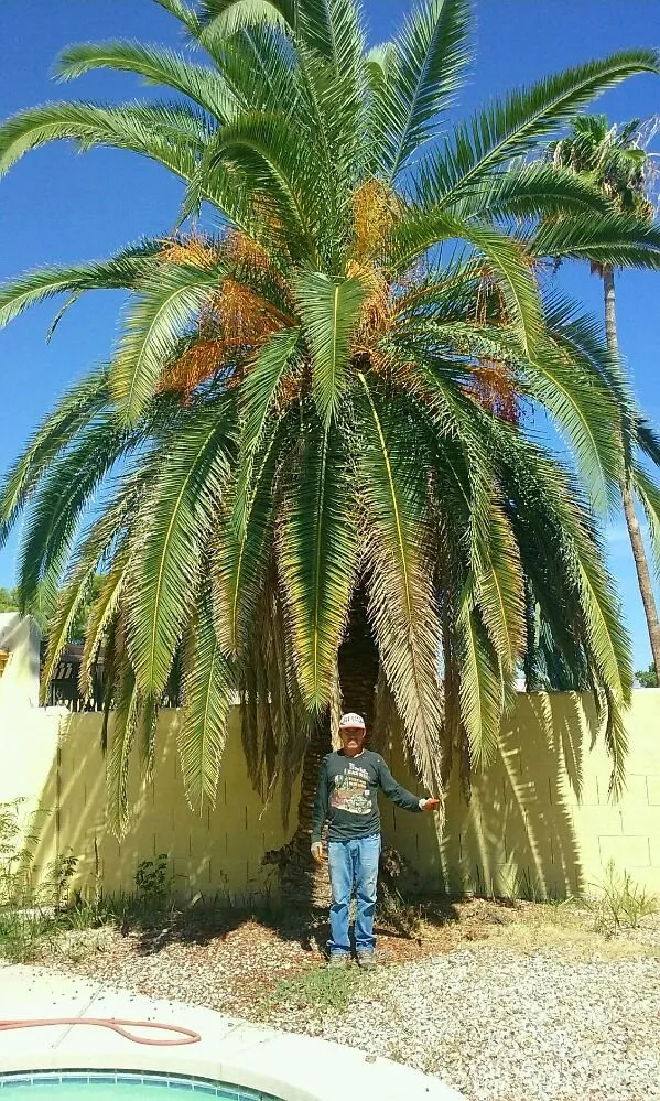 Local lawn mowing service experts serving Surprise, AZ - Sky Level Landscape