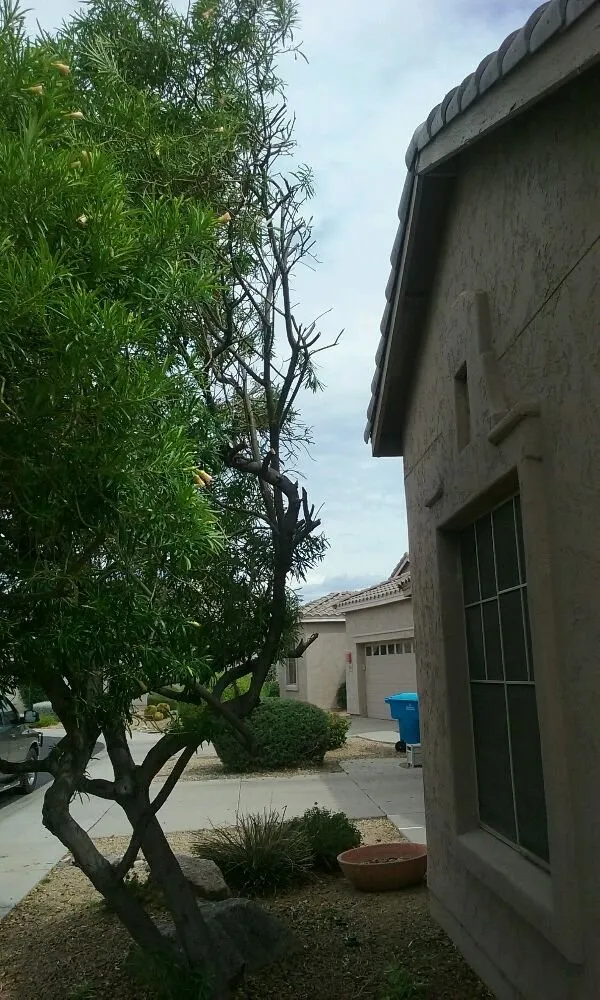 Trusted outdoor landscaping with custom design across Surprise, AZ - Sky Level Landscape