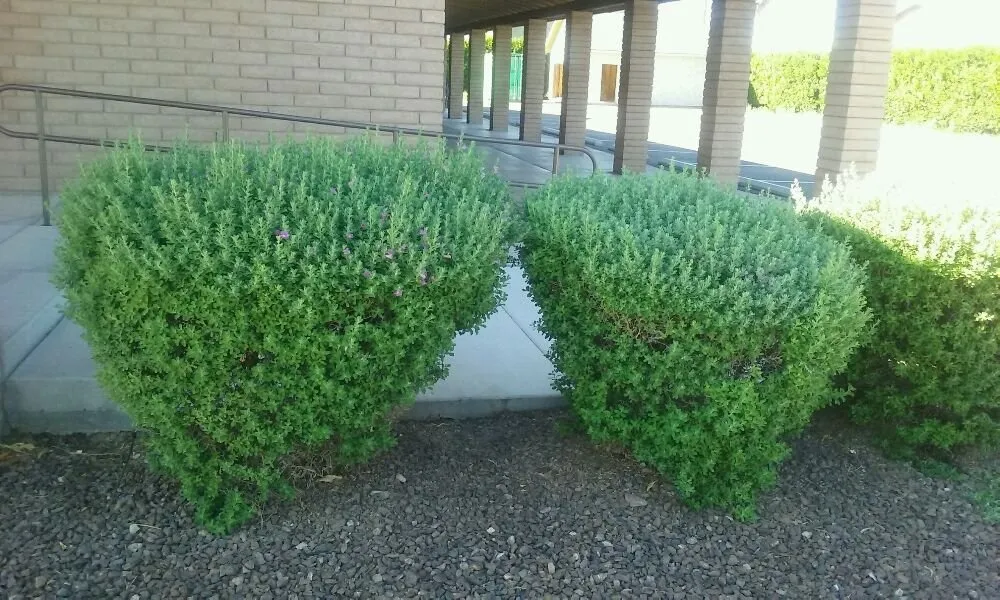 Trusted garden landscaping with custom design across Surprise, AZ - Sky Level Landscape