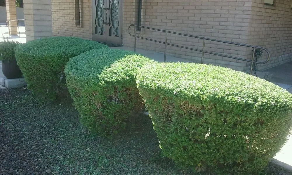 Local yard cleanup service for outdoor upgrades across Surprise, AZ - Sky Level Landscape