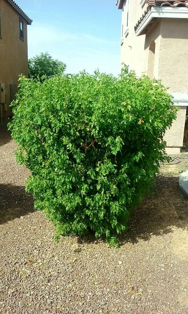 Custom lawn care service for outdoor upgrades across Surprise, AZ - Sky Level Landscape