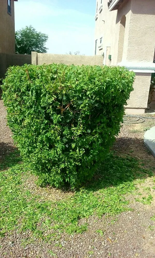 Custom landscaping services in Surprise, AZ - Sky Level Landscape