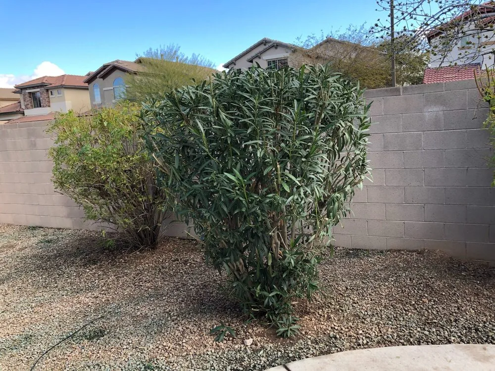 Affordable landscape design for year-round maintenance across Surprise, AZ - Sky Level Landscape