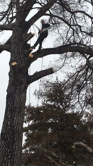 Custom lawn care service in Chariton, IA - Sky Line Tree Experts