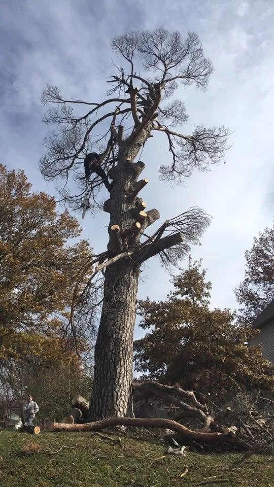 Professional lawn mowing service experts serving Chariton, IA - Sky Line Tree Experts