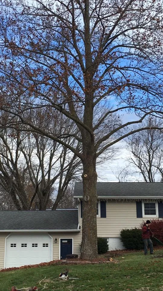 Expert yard cleanup service for residential properties across Chariton, IA - Sky Line Tree Experts