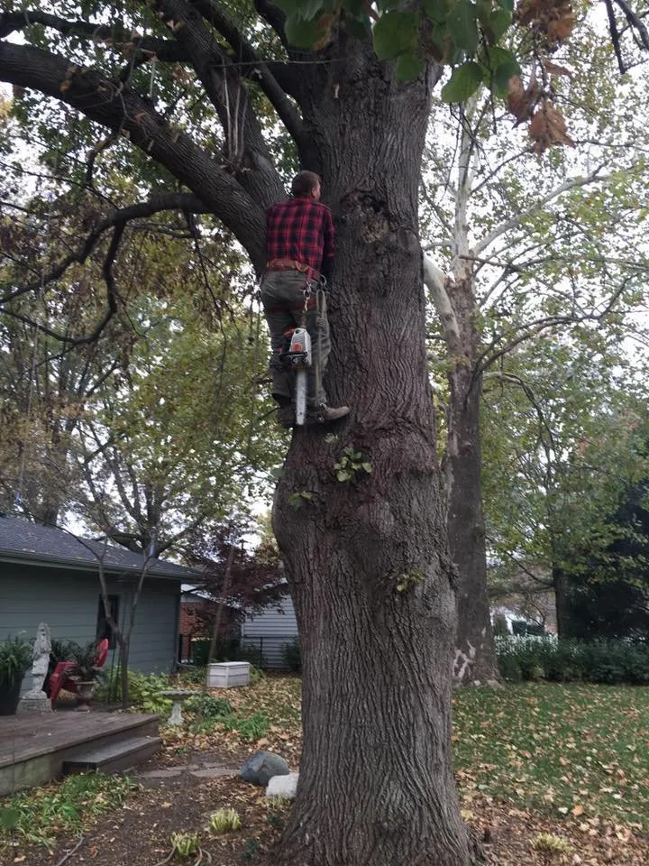 Professional yard cleanup service experts serving Chariton, IA - Sky Line Tree Experts