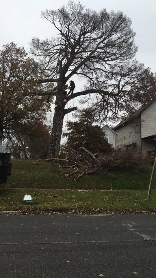 Custom yard cleanup service experts serving Chariton, IA - Sky Line Tree Experts