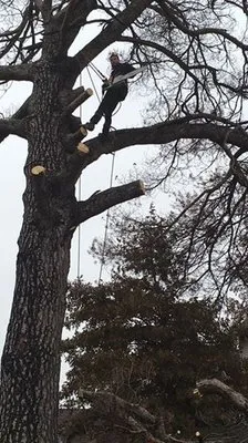 Sky Line Tree Experts