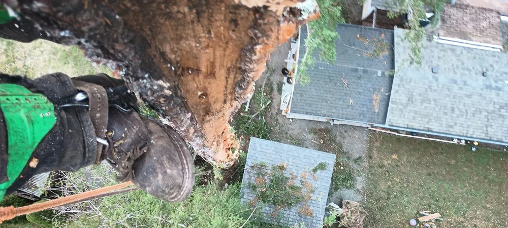 Custom yard maintenance in Snohomish, WA by Sky Valley Tree Service