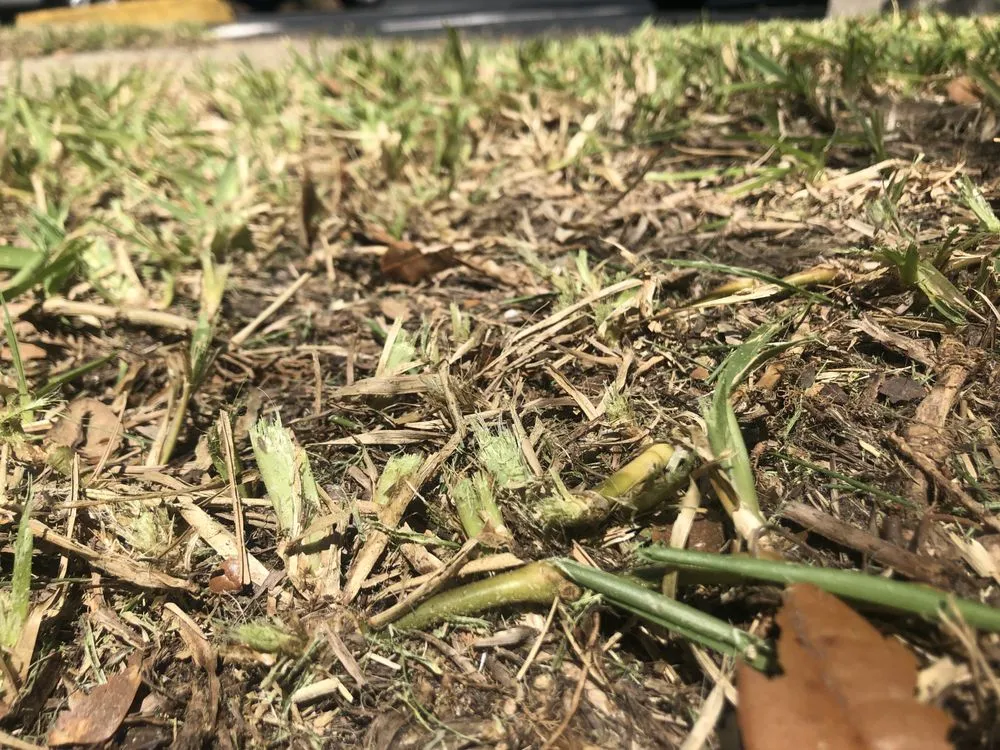 Reliable landscape installation in Gainesville, FL - SkyFrog Landscape