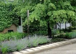 Affordable landscape installation in Chicago, IL - Skyline Exteriors