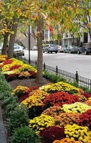 Expert lawn care service in Chicago, IL - Skyline Exteriors