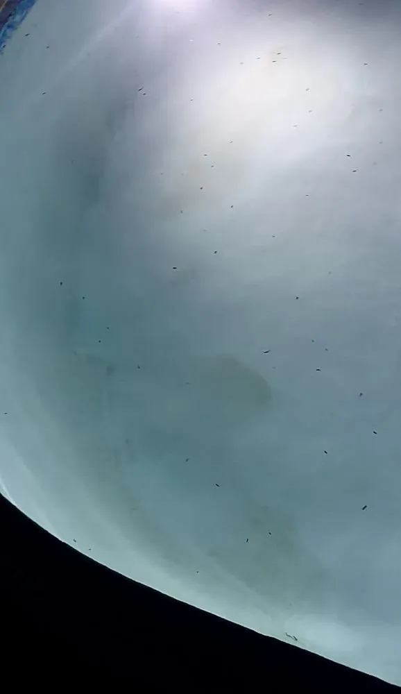 Expert lawn care service for beautiful yards across Surprise, AZ - Skyline Pools and Landscaping