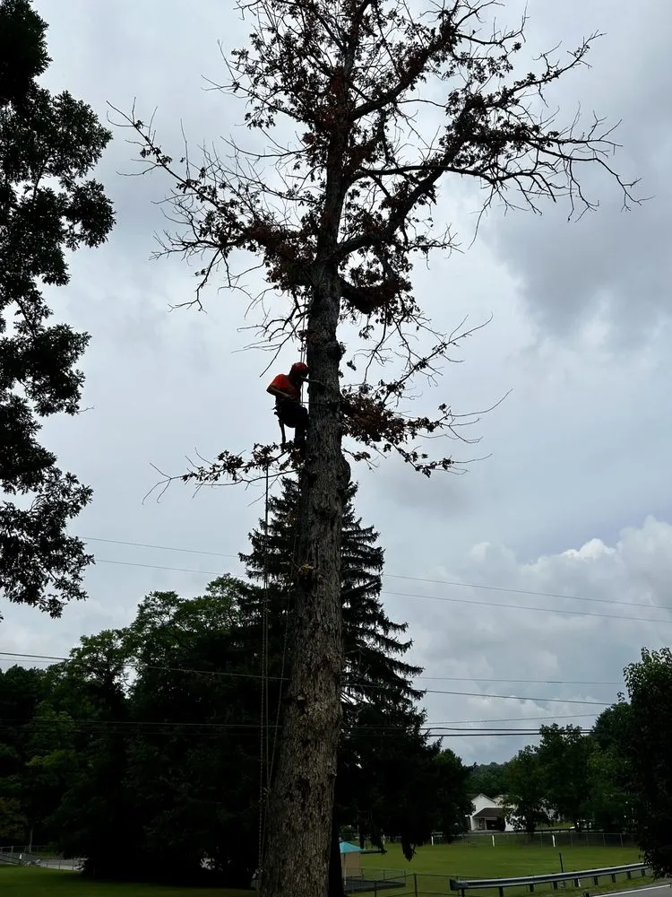 Custom residential landscaping experts serving Bluefield, VA - Skyline Tree Solutions