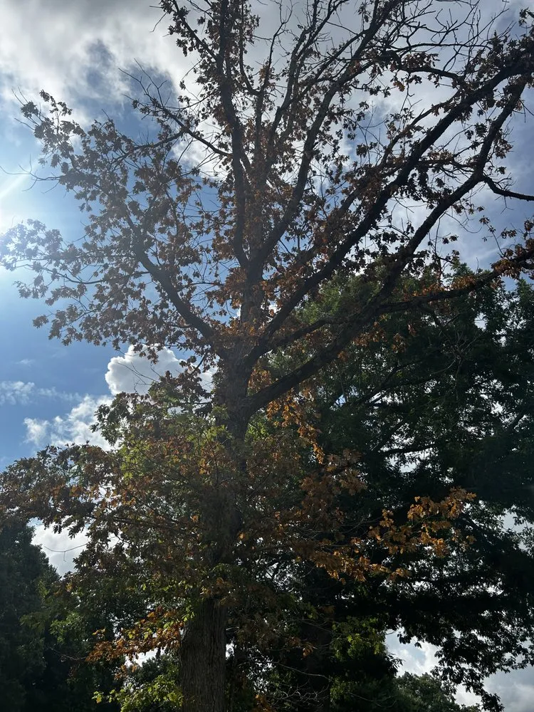 Professional lawn care service experts serving Bluefield, VA - Skyline Tree Solutions