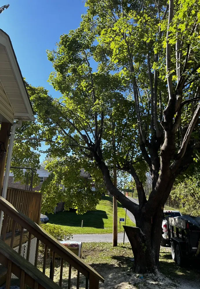 Affordable yard cleanup service in Bluefield, VA - Skyline Tree Solutions