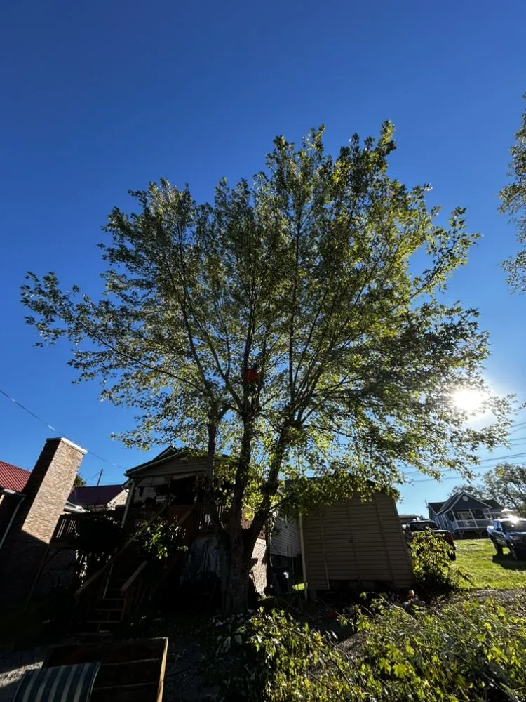 Affordable landscaping services with custom design in Bluefield, VA by Skyline Tree Solutions