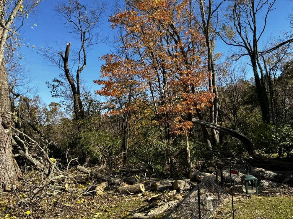 Local lawn care service experts serving Bluefield, VA - Skyline Tree Solutions