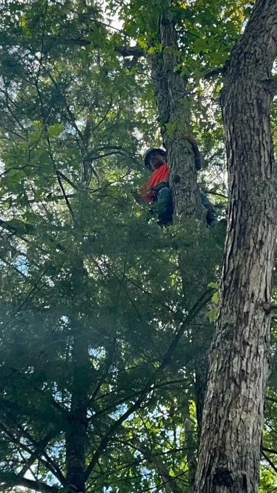 Professional lawn mowing service near you in Bluefield, VA by Skyline Tree Solutions