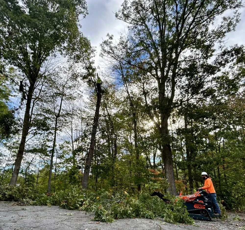 Reliable landscape installation in Bluefield, VA - Skyline Tree Solutions